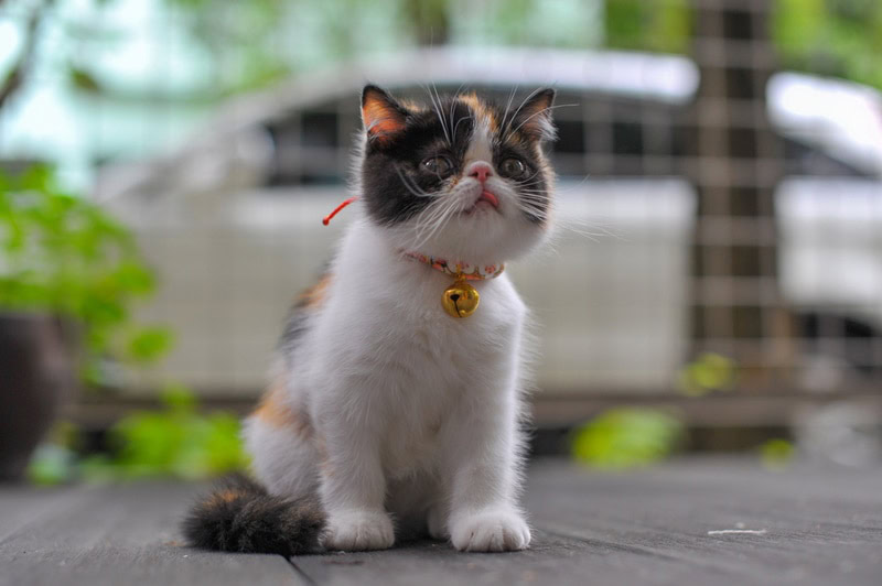 Calico ragdoll kitten sitting on the floor