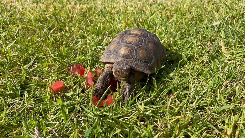 California Desert Tortoise on grass with watermelon