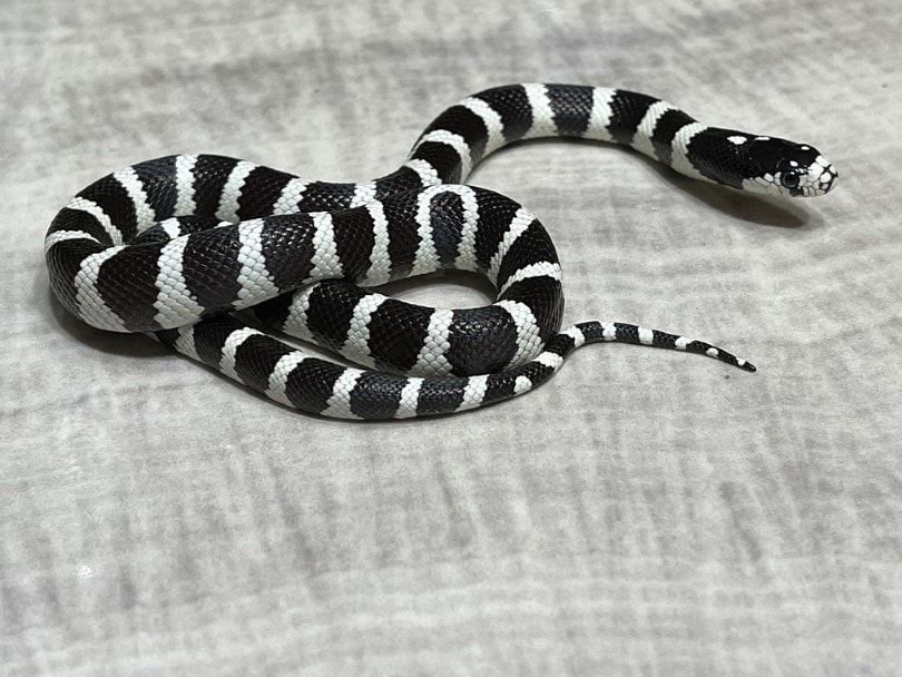California King Snake
