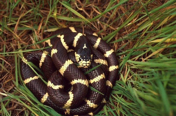 California Kingsnake