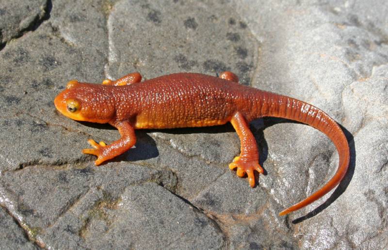 California Newt (Taricha torosa)