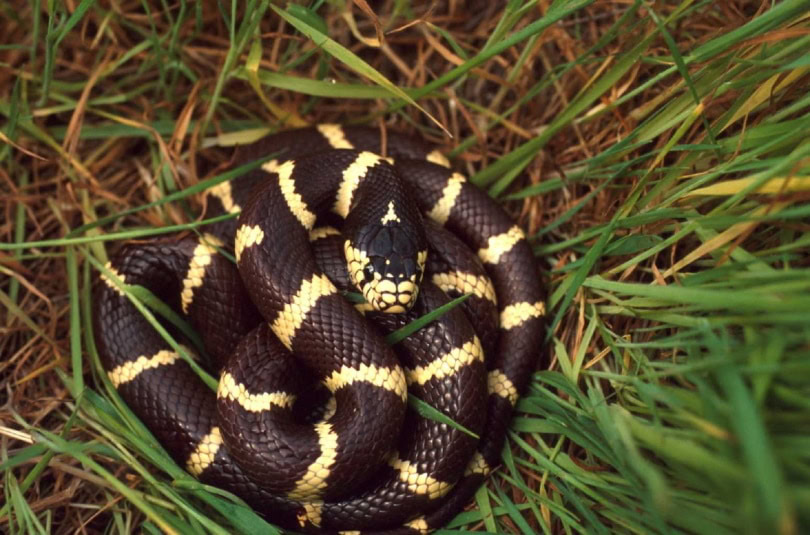 California kingsnake in grass