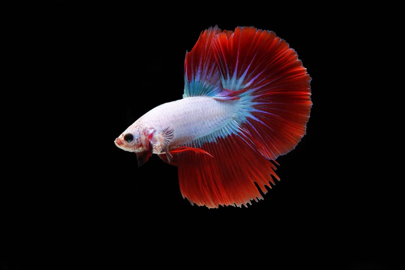 Cambodian Betta Fish