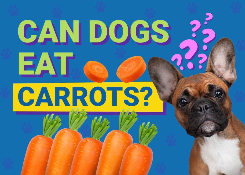 Can Dogs Eat Carrots