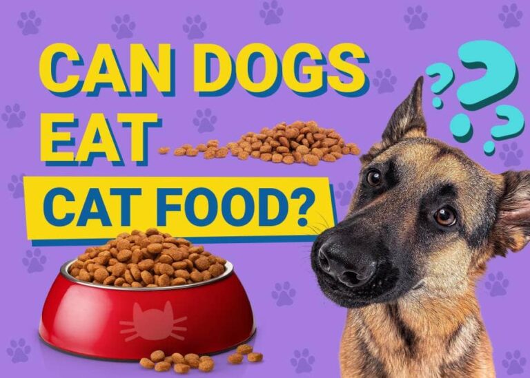 can-dogs-eat-chickpeas-vet-reviewed-nutrition-facts-info-the-vet-desk