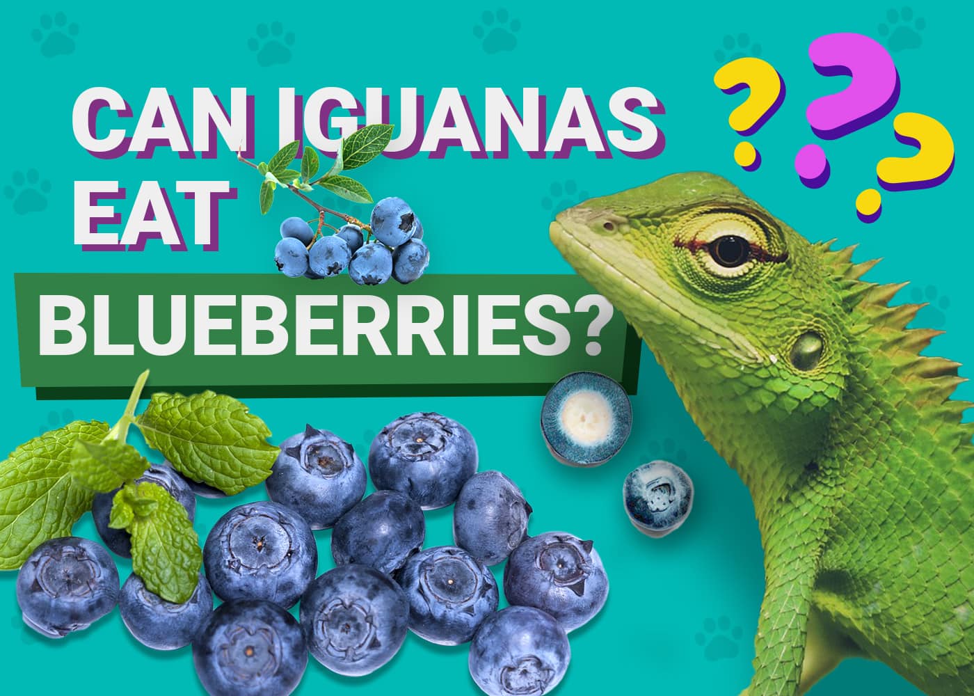 Can Iguanas Eat Blueberries