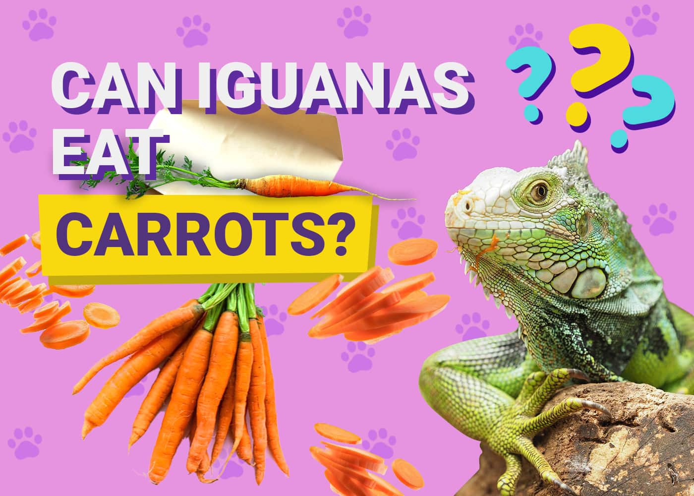 Can Iguanas Eat Carrots