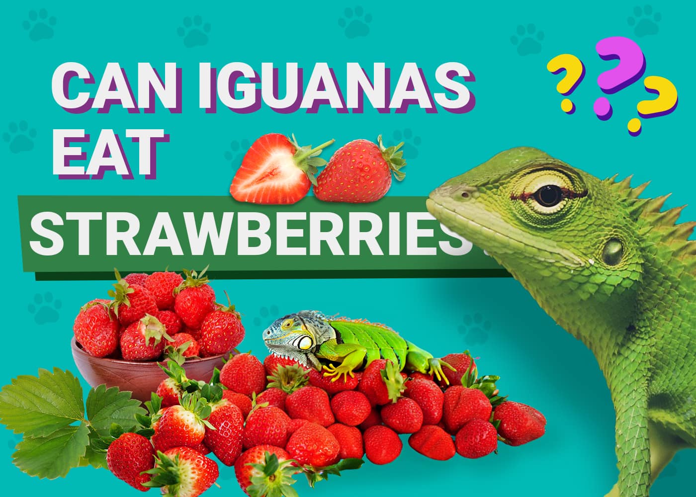 Can Iguanas Eat Strawberries