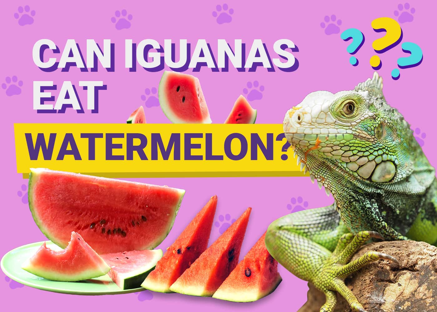 Can Iguanas Eat Watermelon