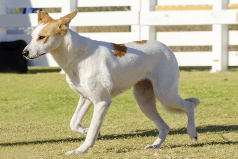 Canaan dog walking outdoor