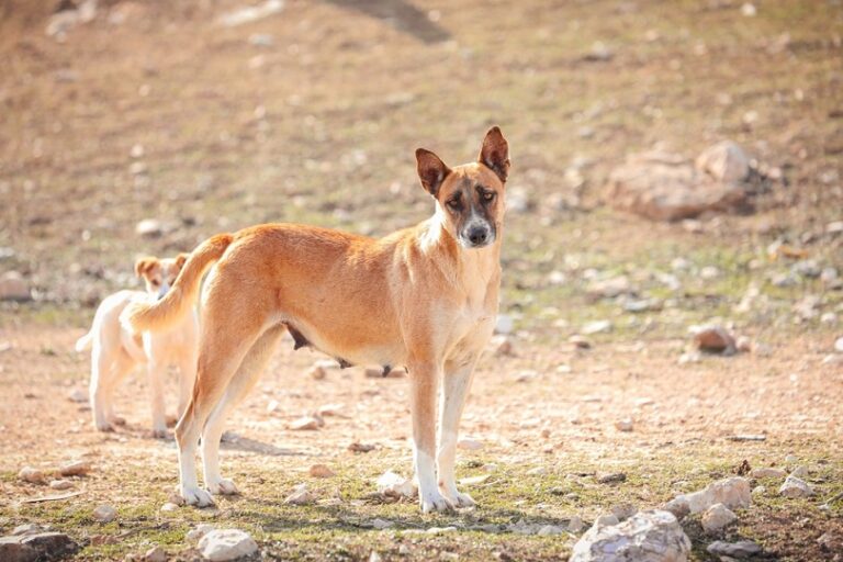 Canaan Dog: Breed Guide, Info, Pictures & Care | The Vet Desk