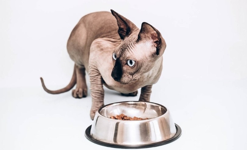 Canadian Sphynx eating
