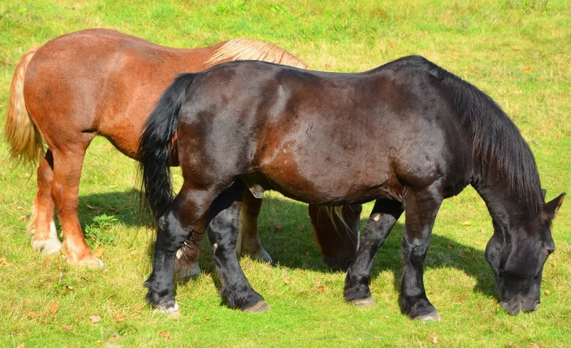 Canadian horses_Shutterstock_meunierd