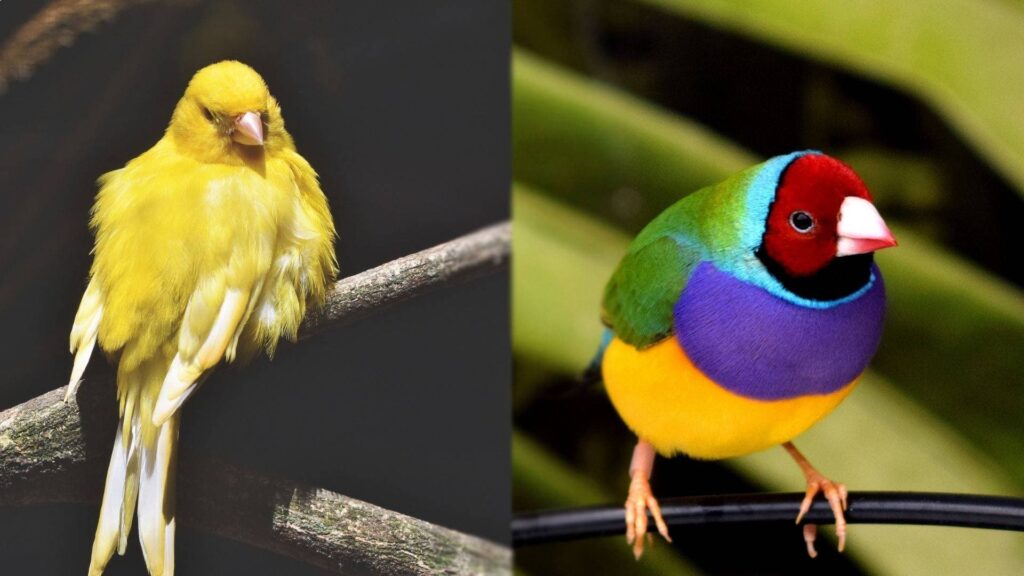 Canaries and Finches (2) (1)