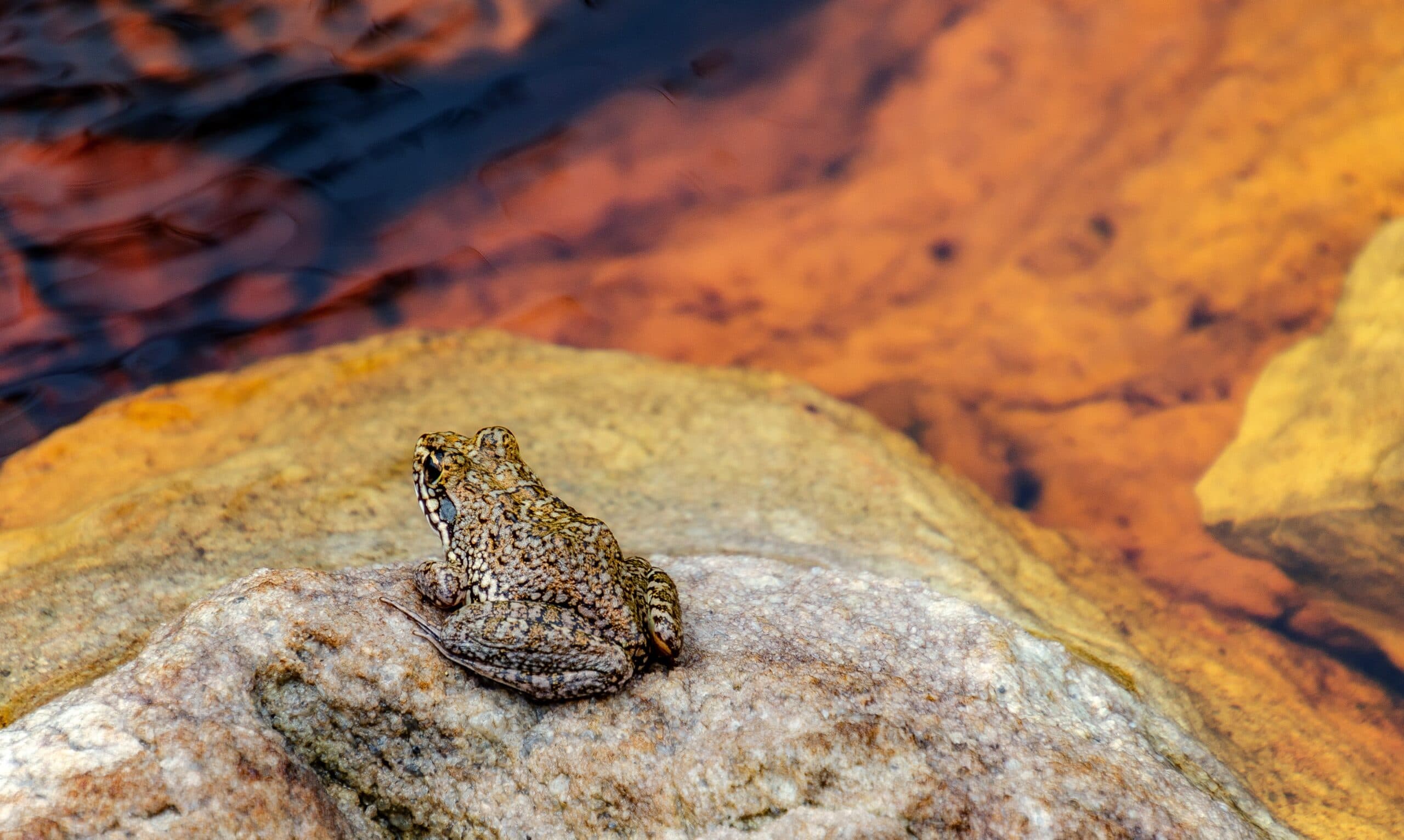 Canyon Tree Frog