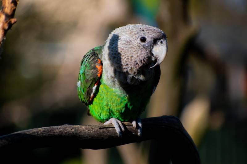 Cape Parrot sitting on a perch