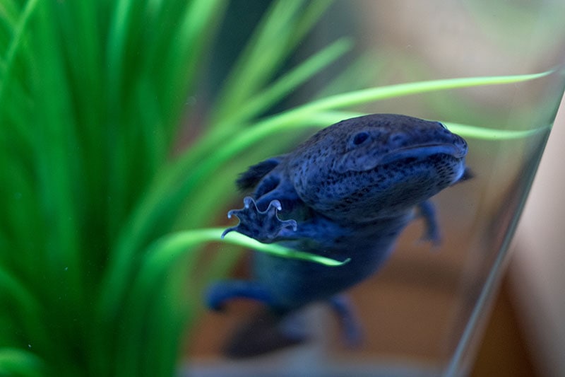 Captive Blue Axolotl looking up at the camera