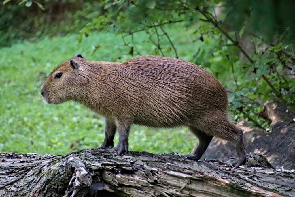 Capybaras