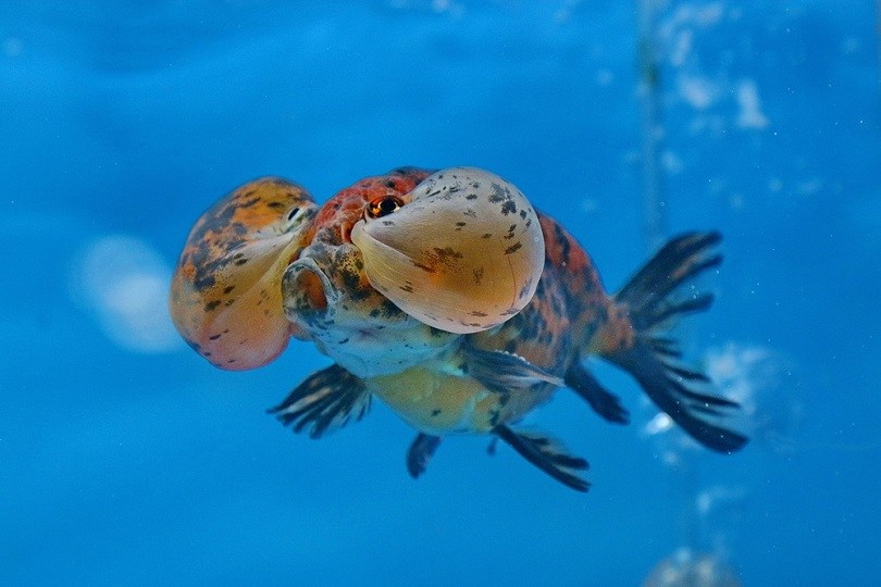 Carassius auratus Bubble eyes_Arunee Rodloy_shutterstock