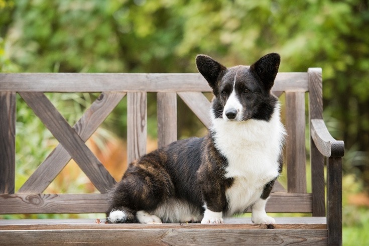 Cardigan Welsh Corgi_Shutterstock_Welshea