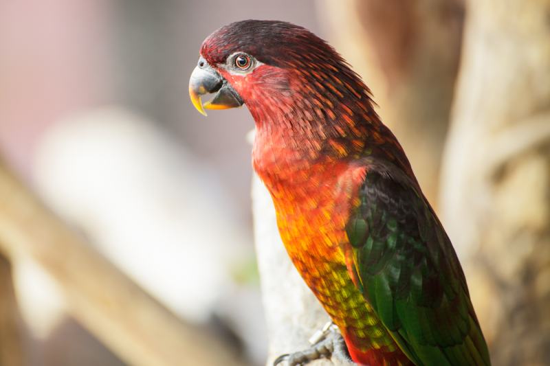 Cardinal Lory Chalcopsitta cardinalis parrot bird
