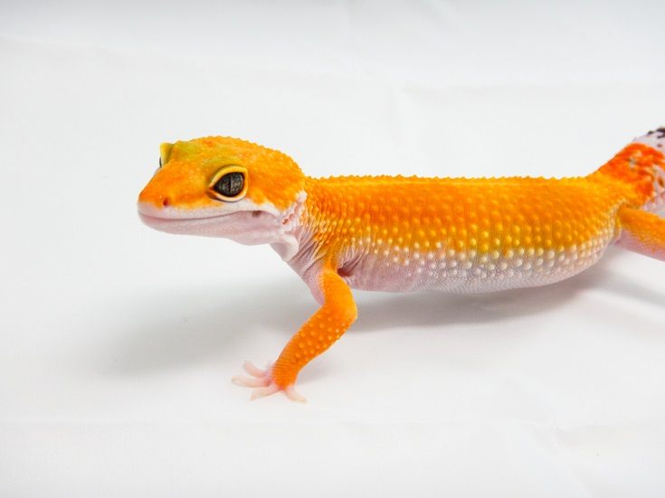 Carrot Tailed leopard gecko_Shutterstock_Alejandro MR