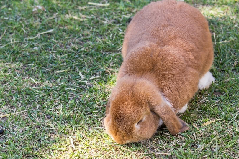 Cashmere-Lop-rabbit_Antonio_CSI_shutterstock