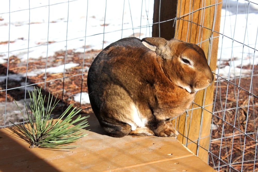 Castor Rex Rabbit Sitting Outside