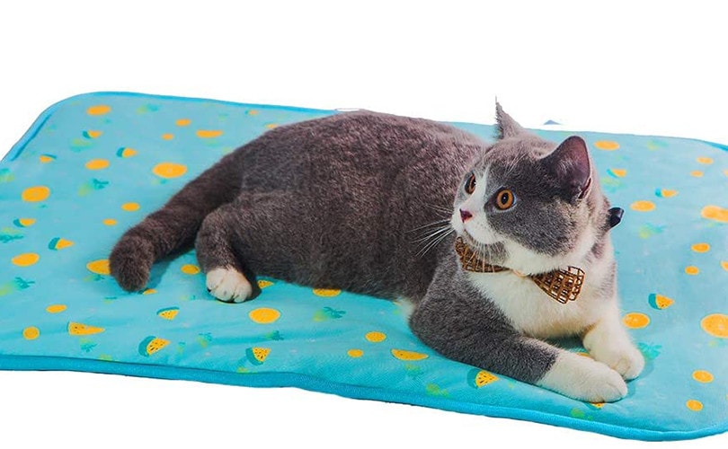 Cat Cooling Pad