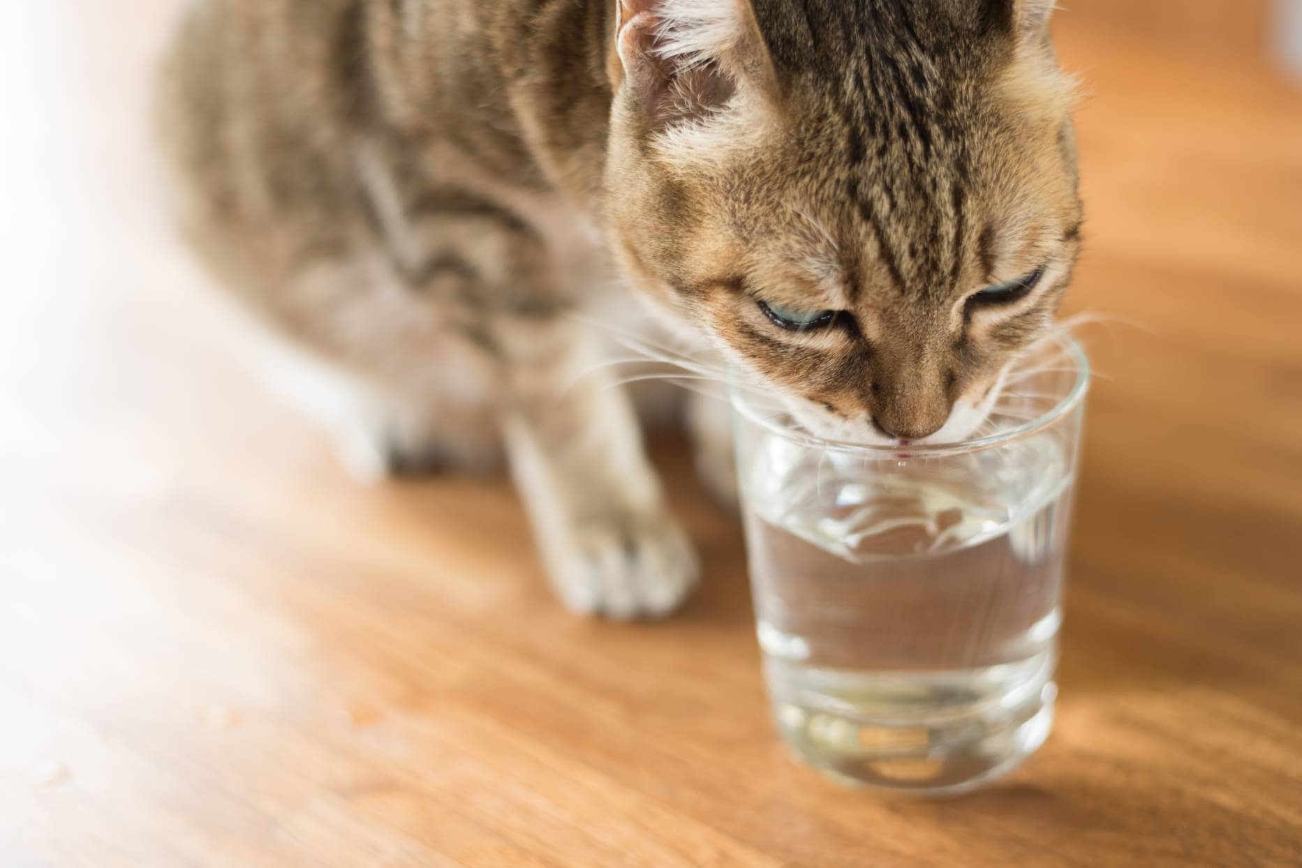 Cat Drink in Glass