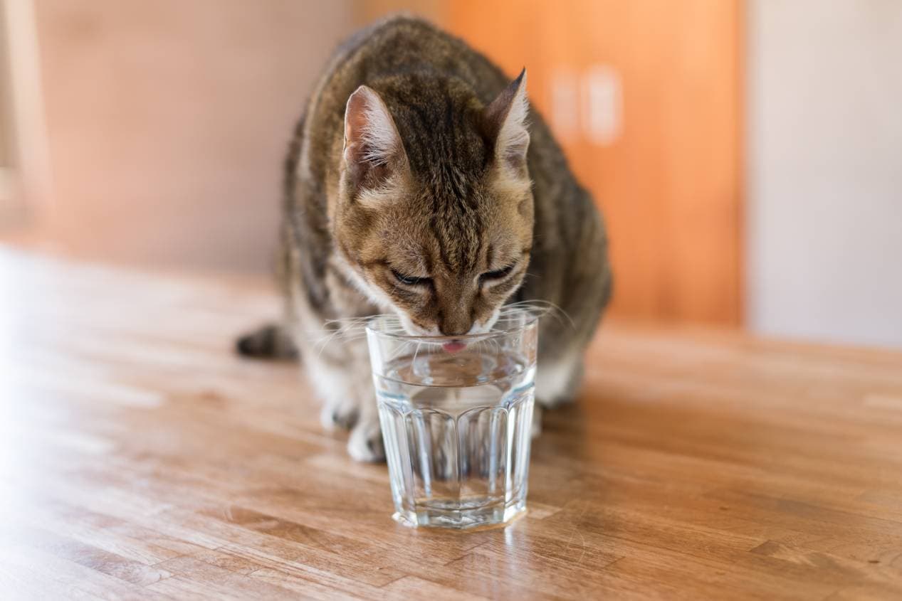 Cat Drink in Glass