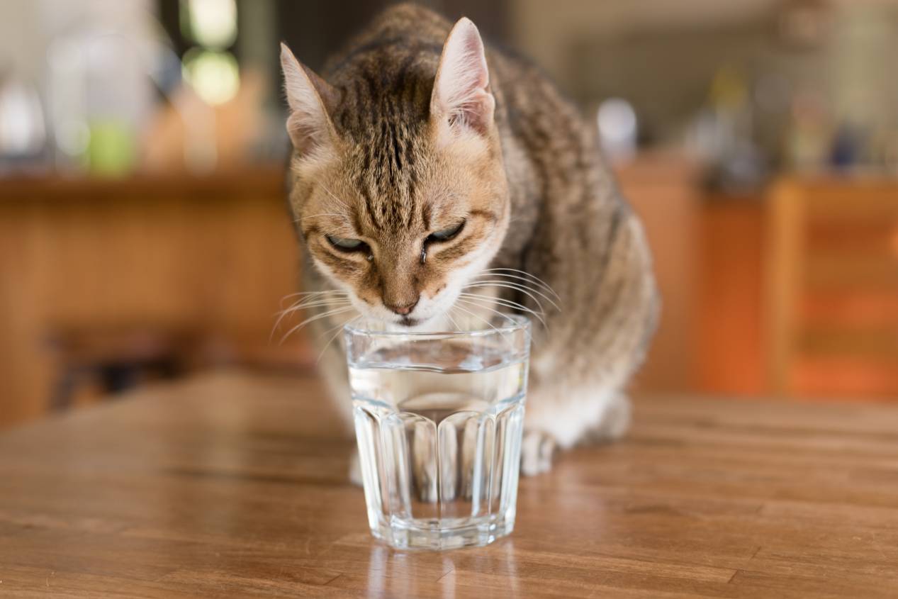 Cat Drink in Glass