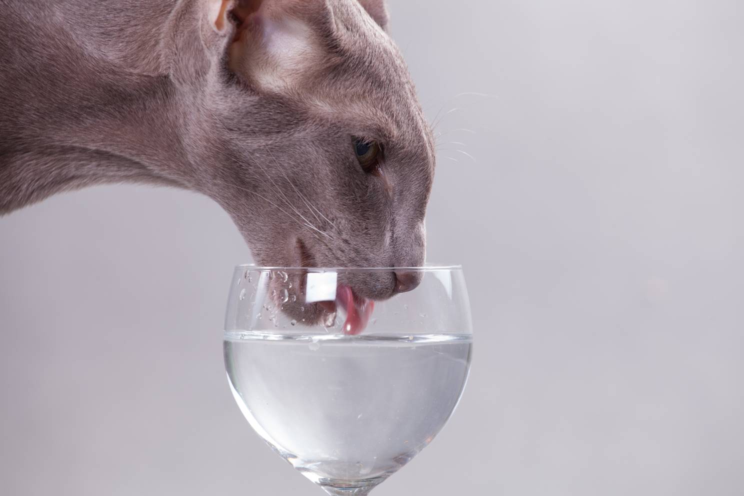 Cat Drink in Glass