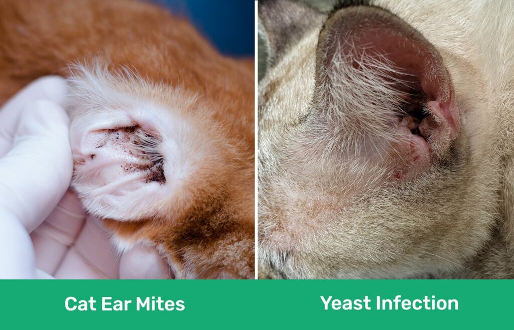 Cat Ear Mites vs Yeast Infection