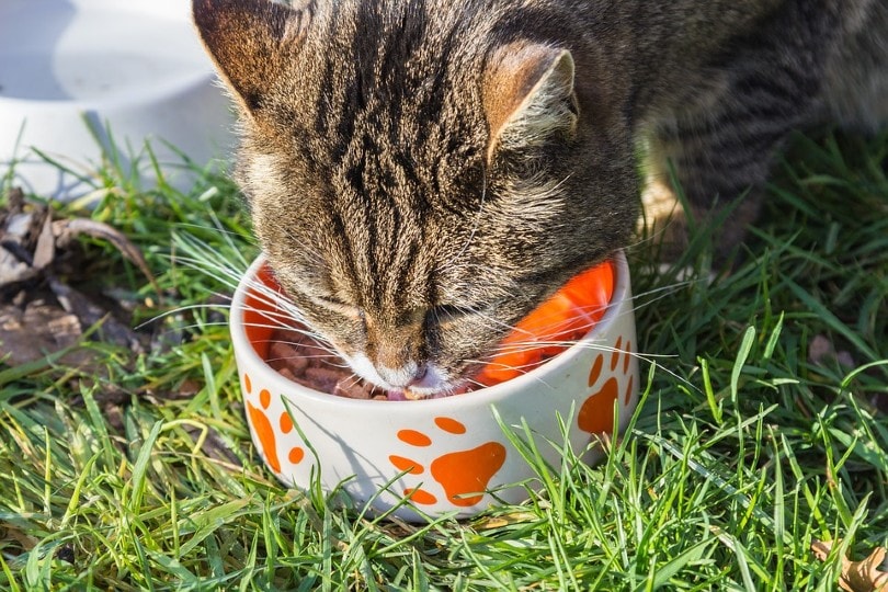 Cat Eating Wet Food