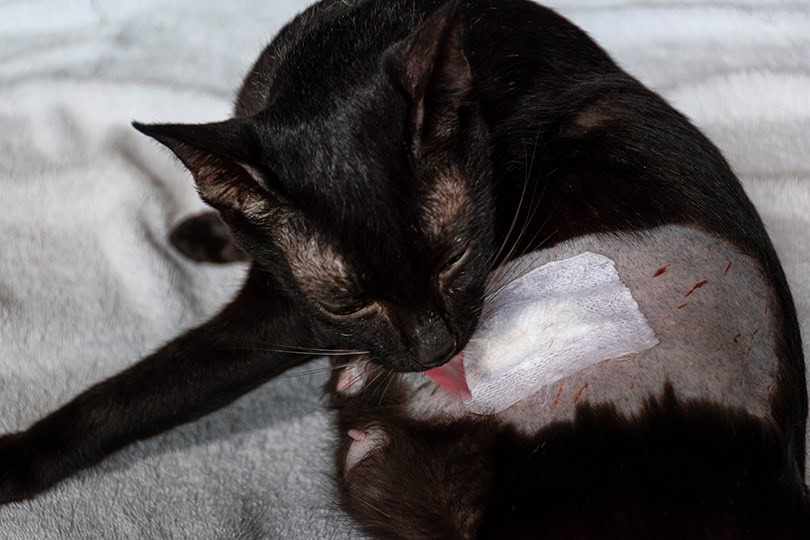 Cat Licking Wound