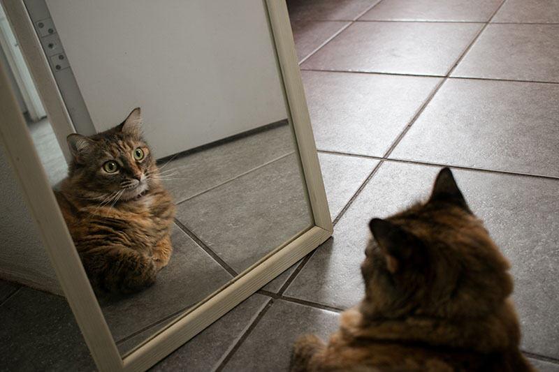 Cat Looking at its Reflection Mirror