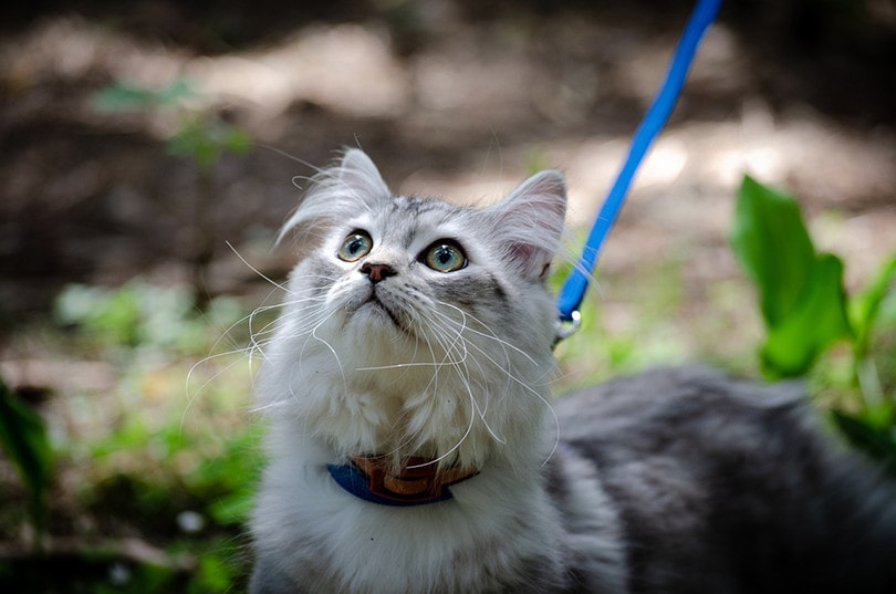 Cat On A Leash