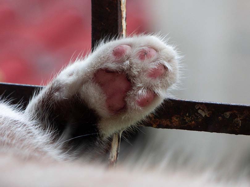 Paw Pads