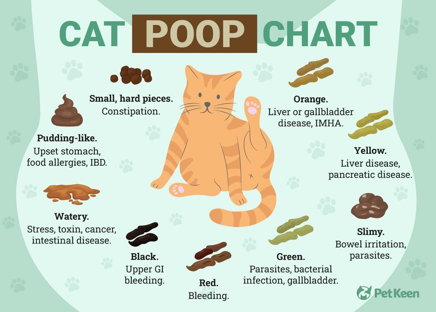 Cat Poop Chart Petkeen Infographic