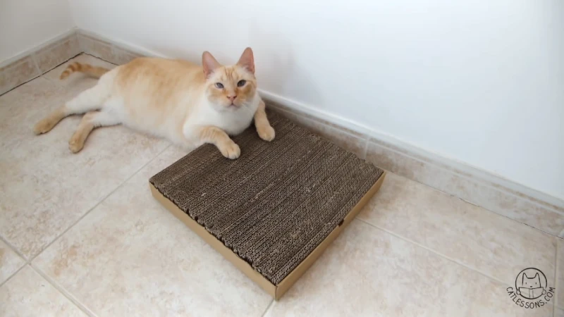 Cat Scratcher