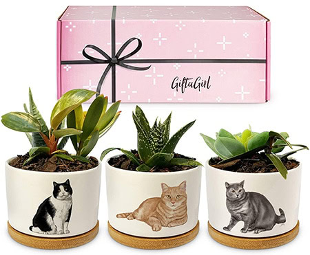 Cat Themed Succulent Planters