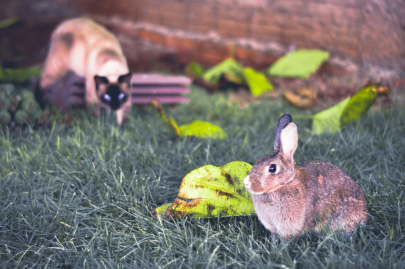 Cat about to attack a rabbit