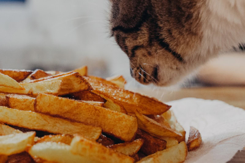Cat about to eat some french fries