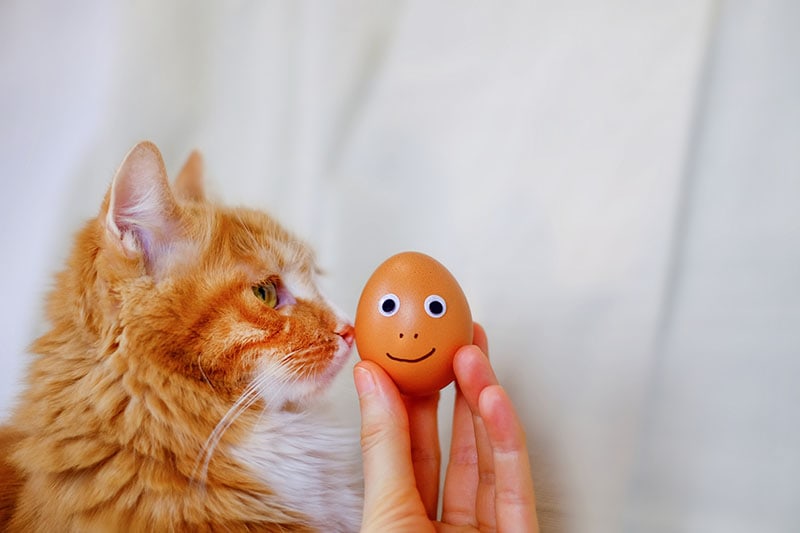 Cat and funny egg with eyes in a hand
