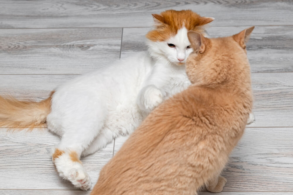 Cat attacking another cat on the floor