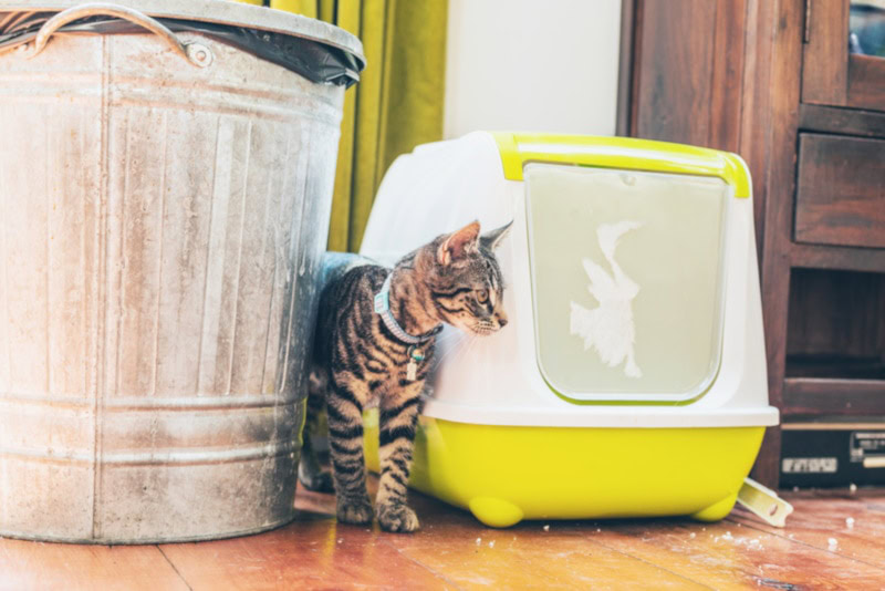 Cat between cat litter box and trash can