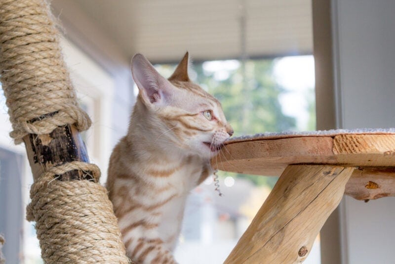 cat biting a tree