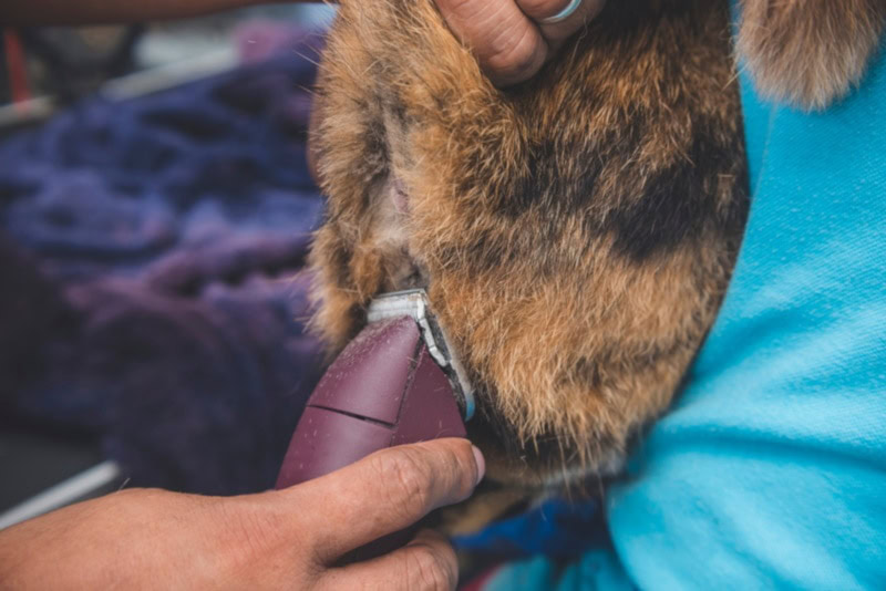 Cat butt getting a shave