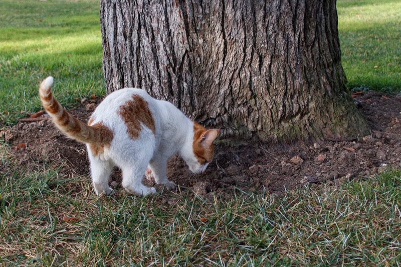 Cat digging